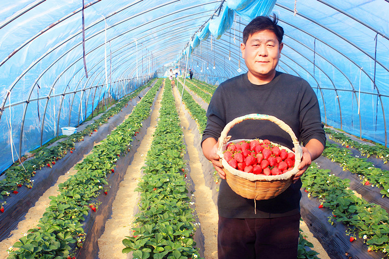 2025��ɽ�|��ݮ�a(ch��n)�I(y��)����A�M���_�����f���R�ϲ�ݮ�@��ժ�ý�